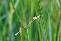 Lestes barbarus