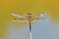 Libellula quadrimaculata