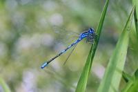 Coenagrion scitulum