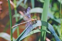 Onychogomphus forcipatus