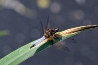 Libellula fulva