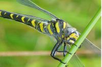 Cordulegaster boltonii