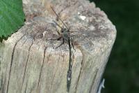 Oxygastra curtisii