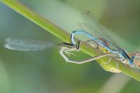 Platycnemis pennipes