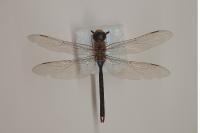Anax junius