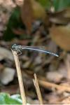 Platycnemis pennipes