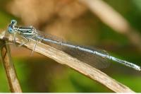 Platycnemis pennipes