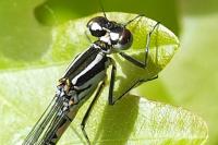 Coenagrion puella