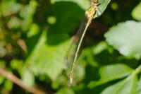 Lestes sponsa