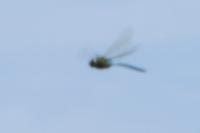 Anax imperator