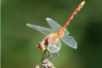 Sympetrum sanguineum