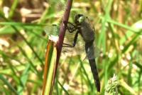 Orthetrum cancellatum