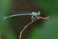 Platycnemis pennipes