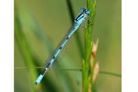 Enallagma cyathigerum