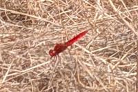 Crocothemis erythraea