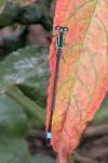 Ischnura elegans