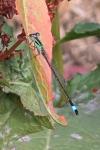Ischnura elegans