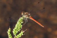Sympetrum striolatum