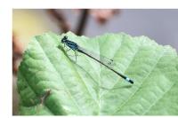 Ischnura elegans