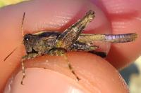 Tetrix ceperoi