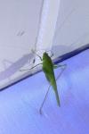 Phaneroptera nana