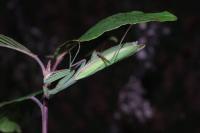 Mantis religiosa