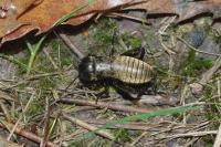 Gryllus campestris