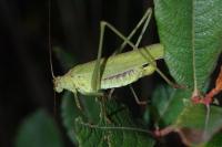 Phaneroptera falcata