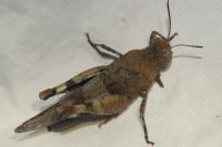 Oedipoda caerulescens