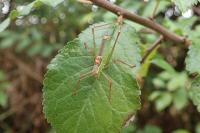 Leptophyes punctatissima