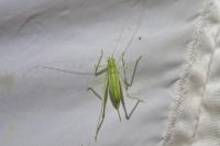Meconema meridionale