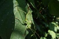 Uromenus rugosicollis