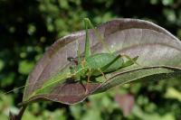 Leptophyes punctatissima