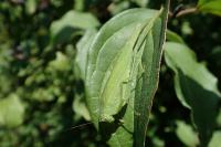 Phaneroptera nana