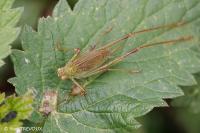 Phaneroptera