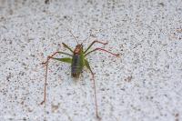 Leptophyes punctatissima