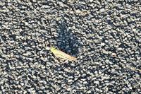Locusta migratoria