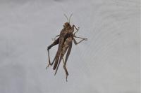 Tetrix subulata