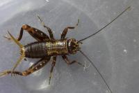 Nemobius sylvestris
