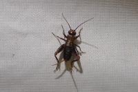 Nemobius sylvestris