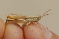 Euchorthippus elegantulus