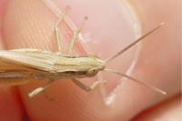 Euchorthippus elegantulus
