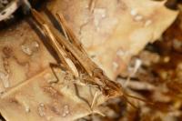 Calephorus compressicornis
