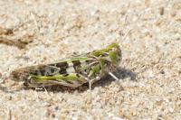 Oedaleus decorus