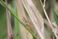 Euchorthippus declivus