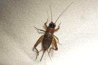 Nemobius sylvestris