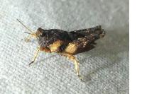 Tetrix undulata