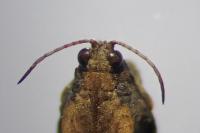 Tetrix bolivari