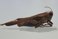 Tetrix bolivari