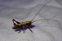 Pholidoptera griseoaptera
